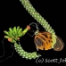 butterfly_la_h_0867_ecu2917.jpg